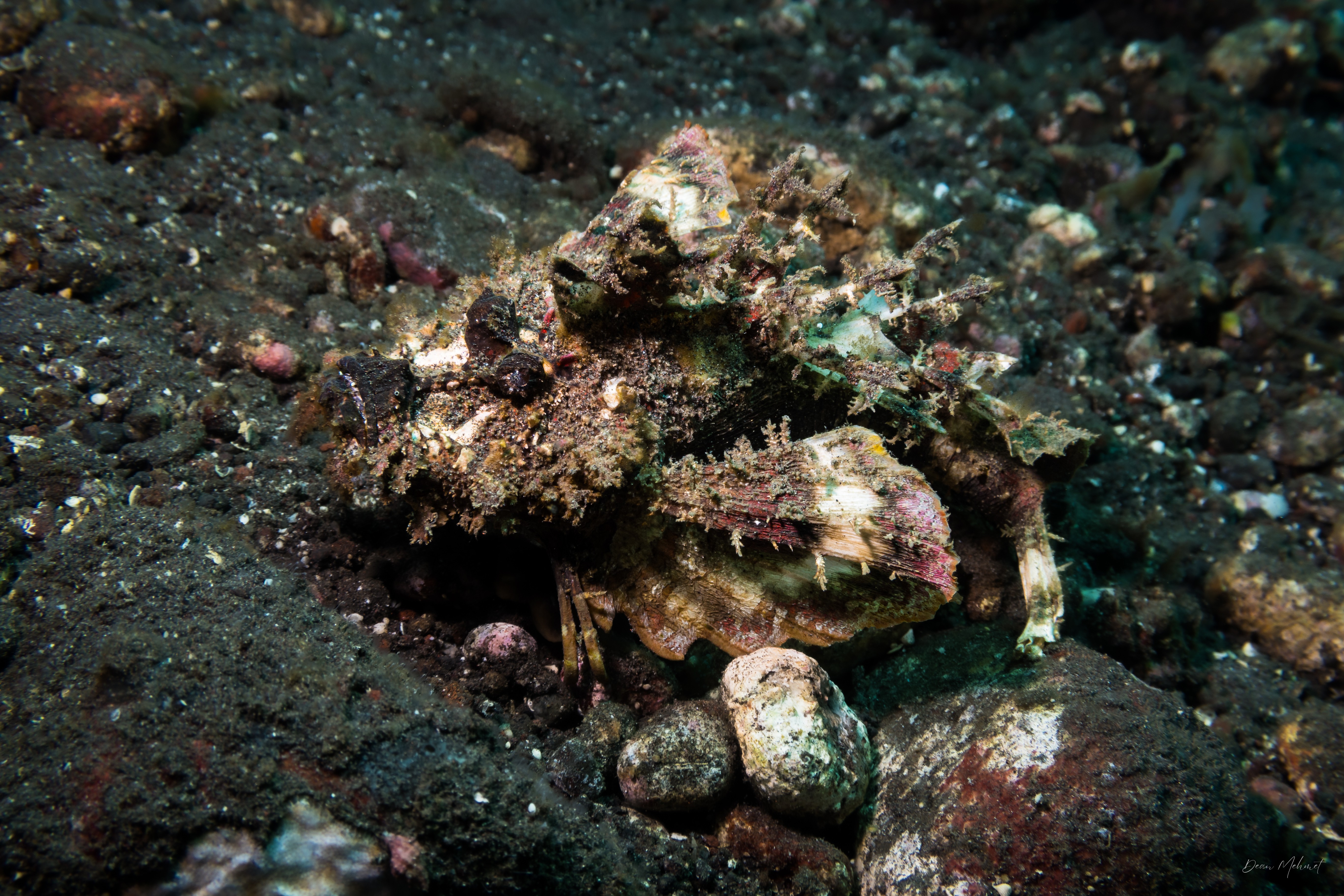 Longsnout Stingerfish