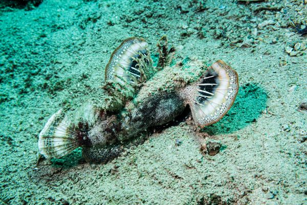 Longsnout Stingerfish - Photo 1