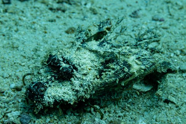 Longsnout Stingerfish - Photo 2