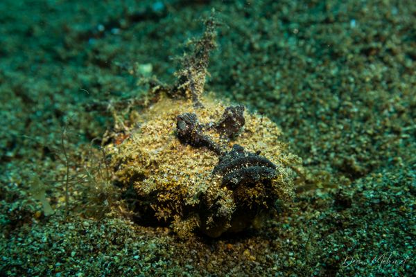 Longsnout Stingerfish - Photo 3