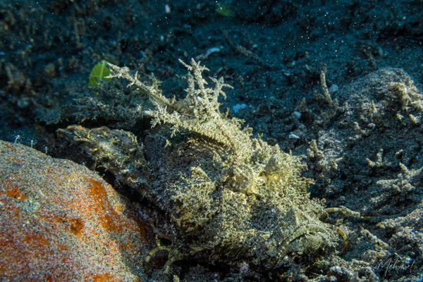 Longsnout Stingerfish - Photo 4