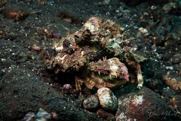 Longsnout Stingerfish - Photo 5