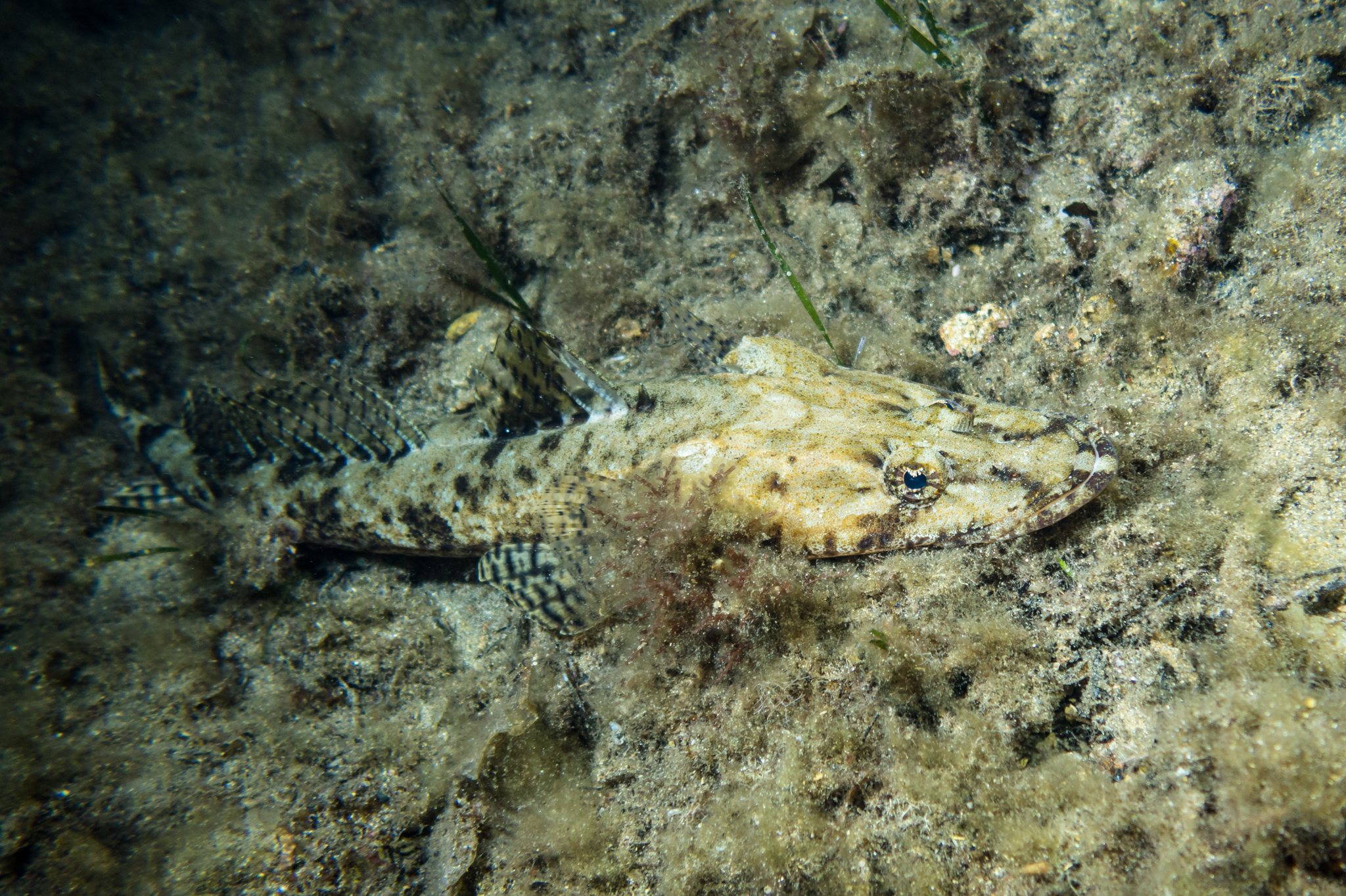 Longhead Flathead