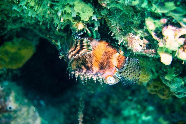 Twinspot Lionfish - Photo 1