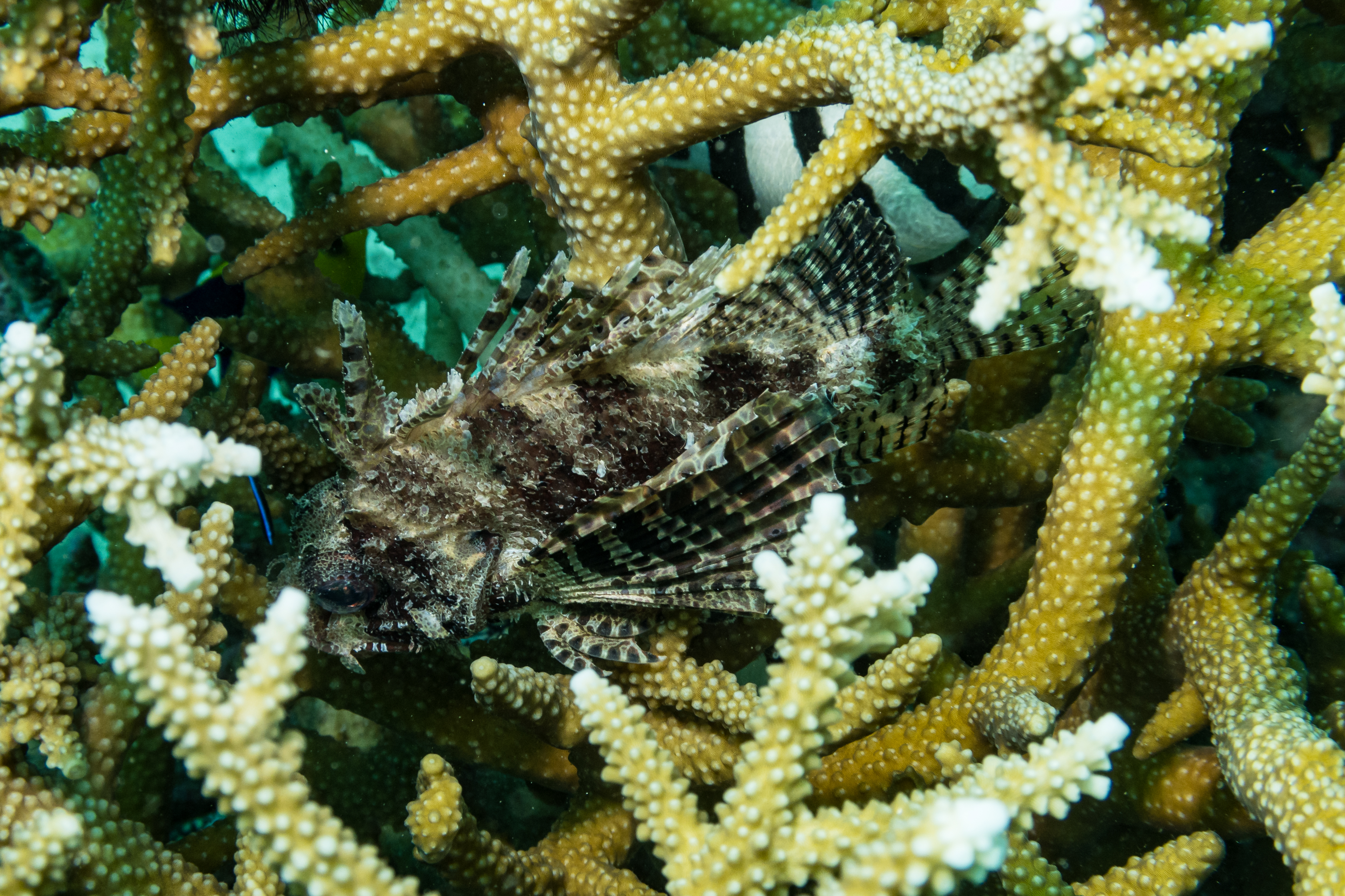 Dwarf Lionfish