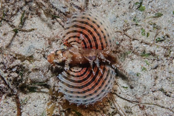 Dwarf Lionfish - Puerto Galera - 10 June 2025 - Dive 3