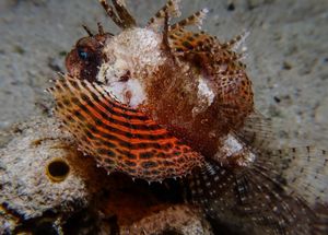 Dwarf Lionfish