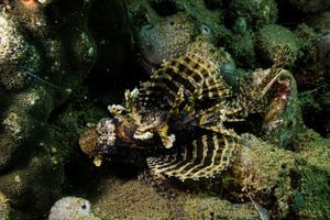 Dwarf Lionfish
