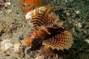 Dwarf Lionfish