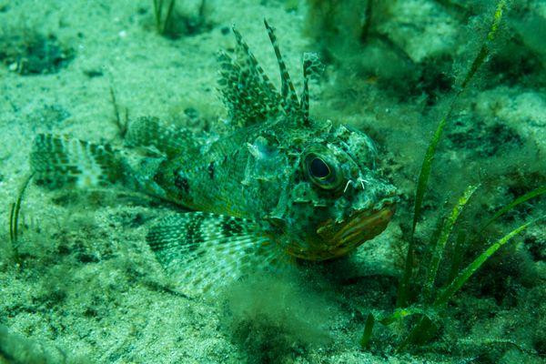 Bighead Gurnard Perch - Photo 1