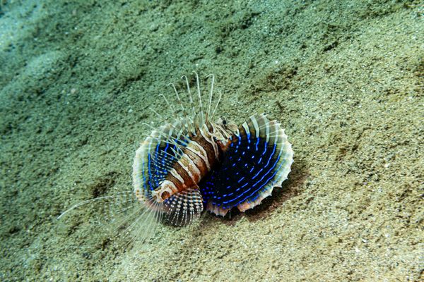 Gurnard Lionfish - Photo 1