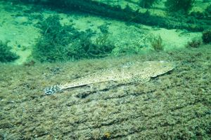 Southern Bluespotted Flathead representative species
