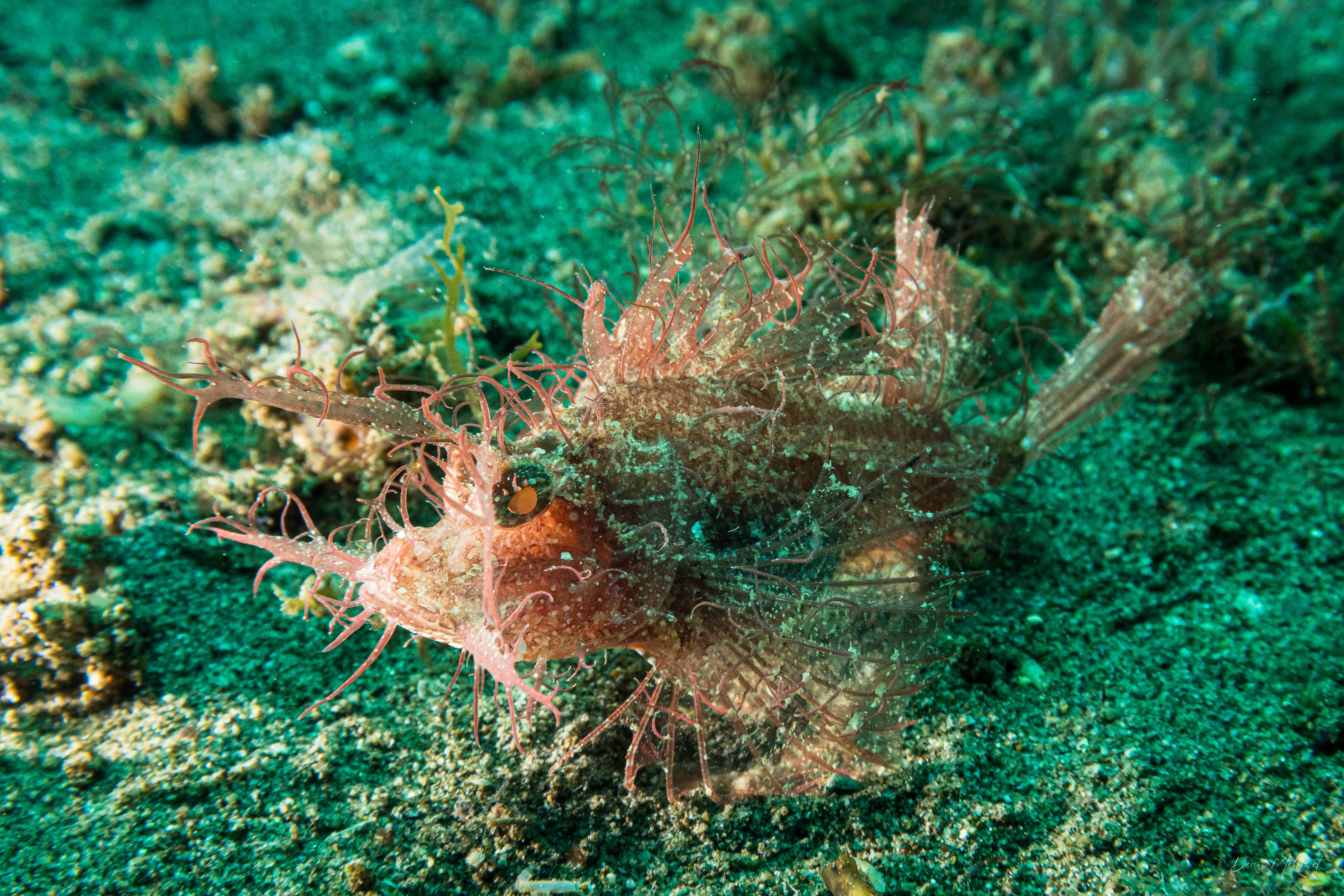 Godfrey's Scorpionfish
