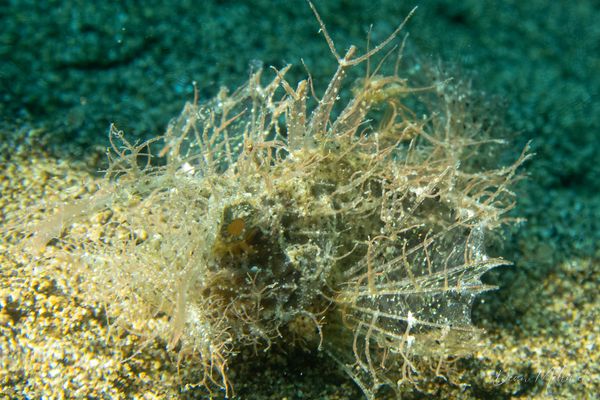 Godfreys Scorpionfish - Photo 3