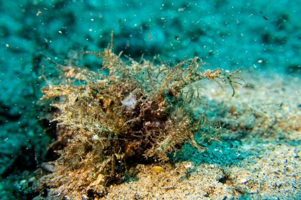 Godfreys Scorpionfish - Photo 5
