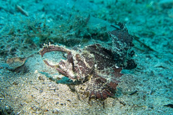 Godfreys Scorpionfish - Photo 6