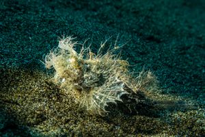 Godfrey's Scorpionfish