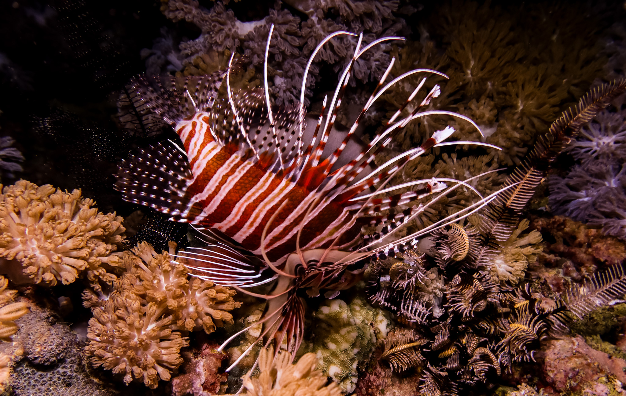 Spotfin Lionfish