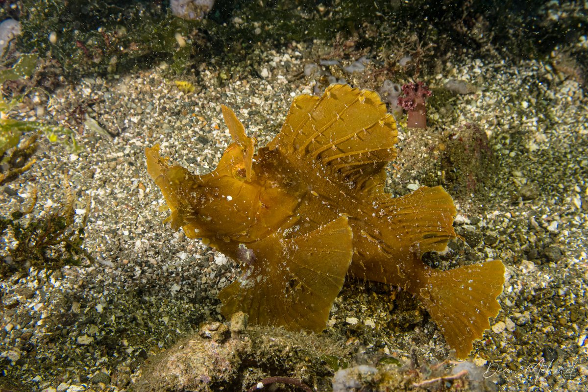 Paddle-flap Scorpionfish hero image