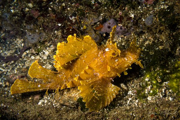 Weedy Scorpionfish