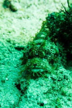 Stone Scorpionfish representative species