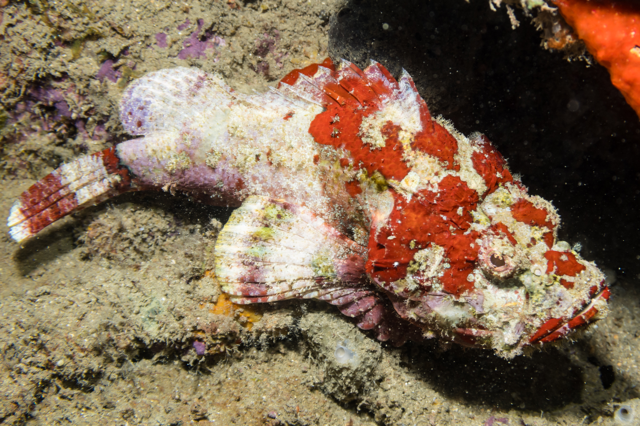 False Stonefish