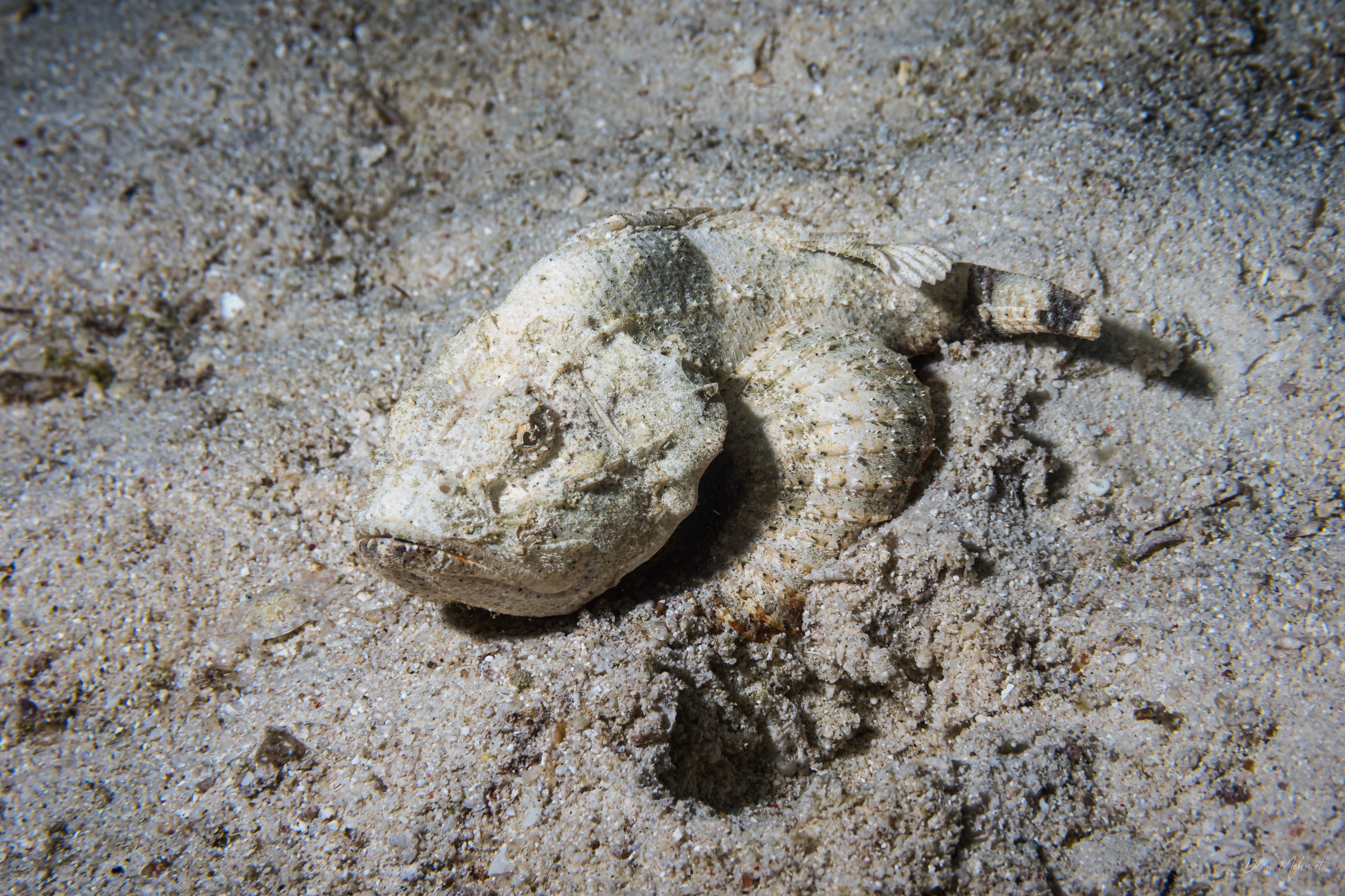 False Stonefish