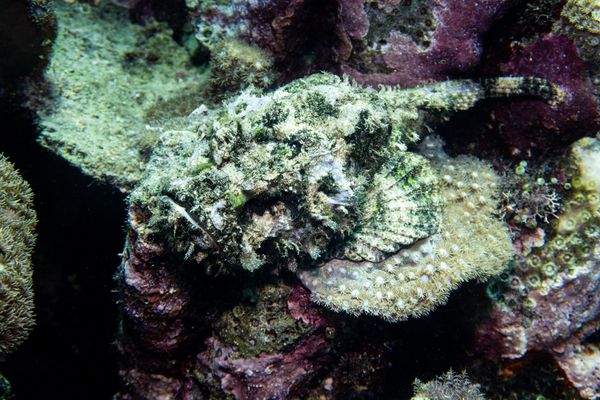 False Stonefish - Photo 2