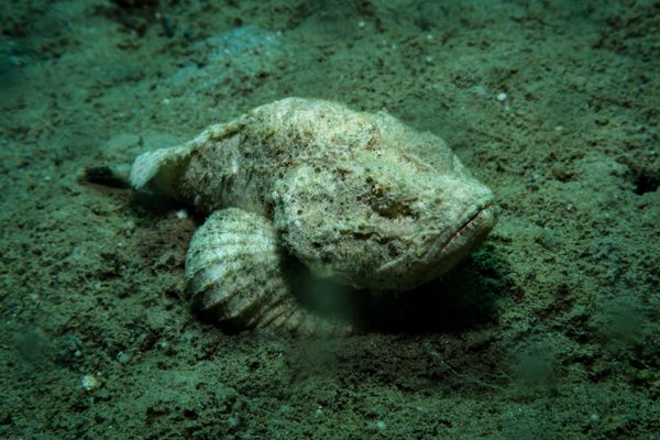 False Stonefish - Photo 3