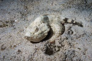 False Stonefish