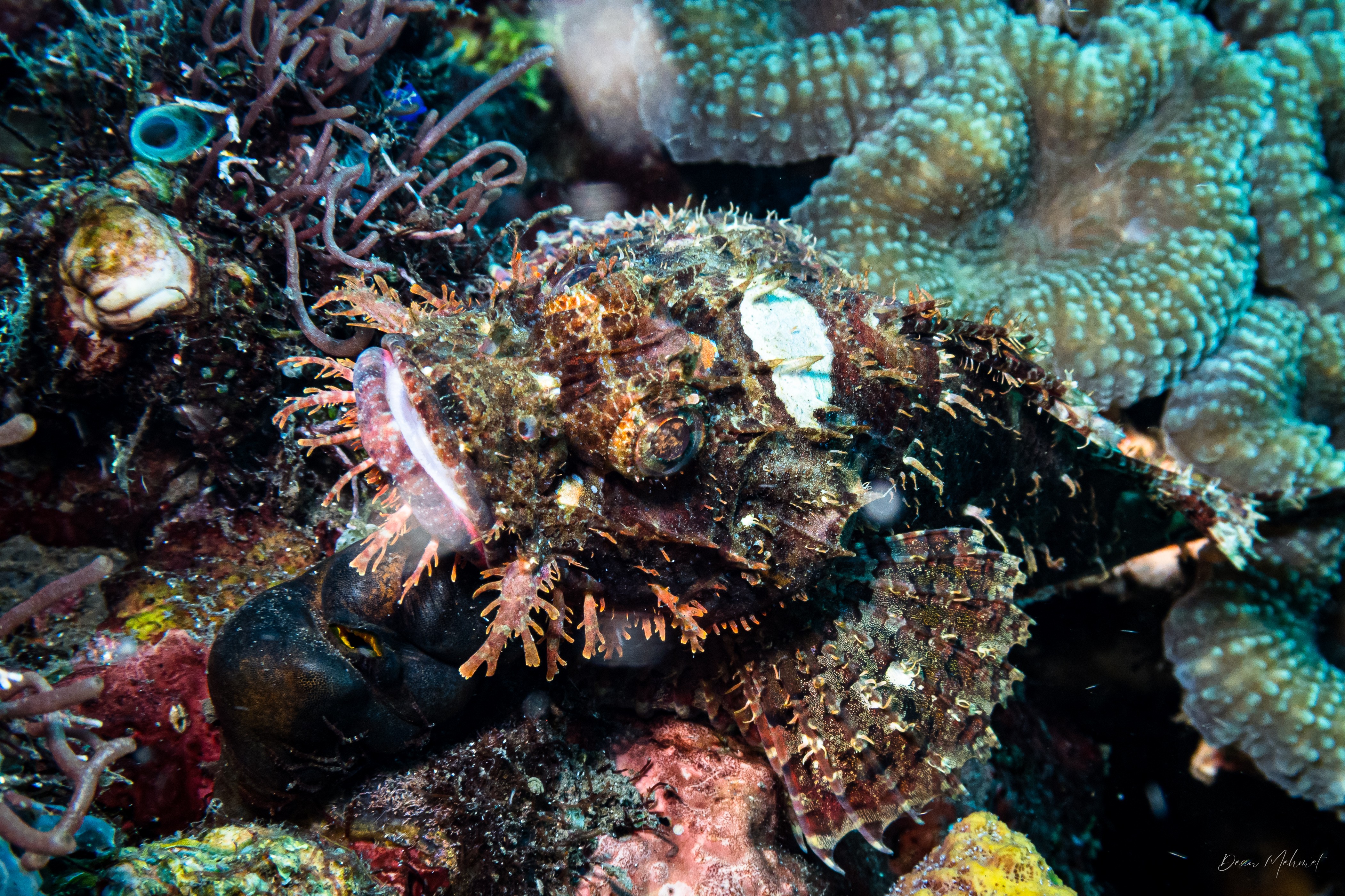 Smallscale Scorpionfish