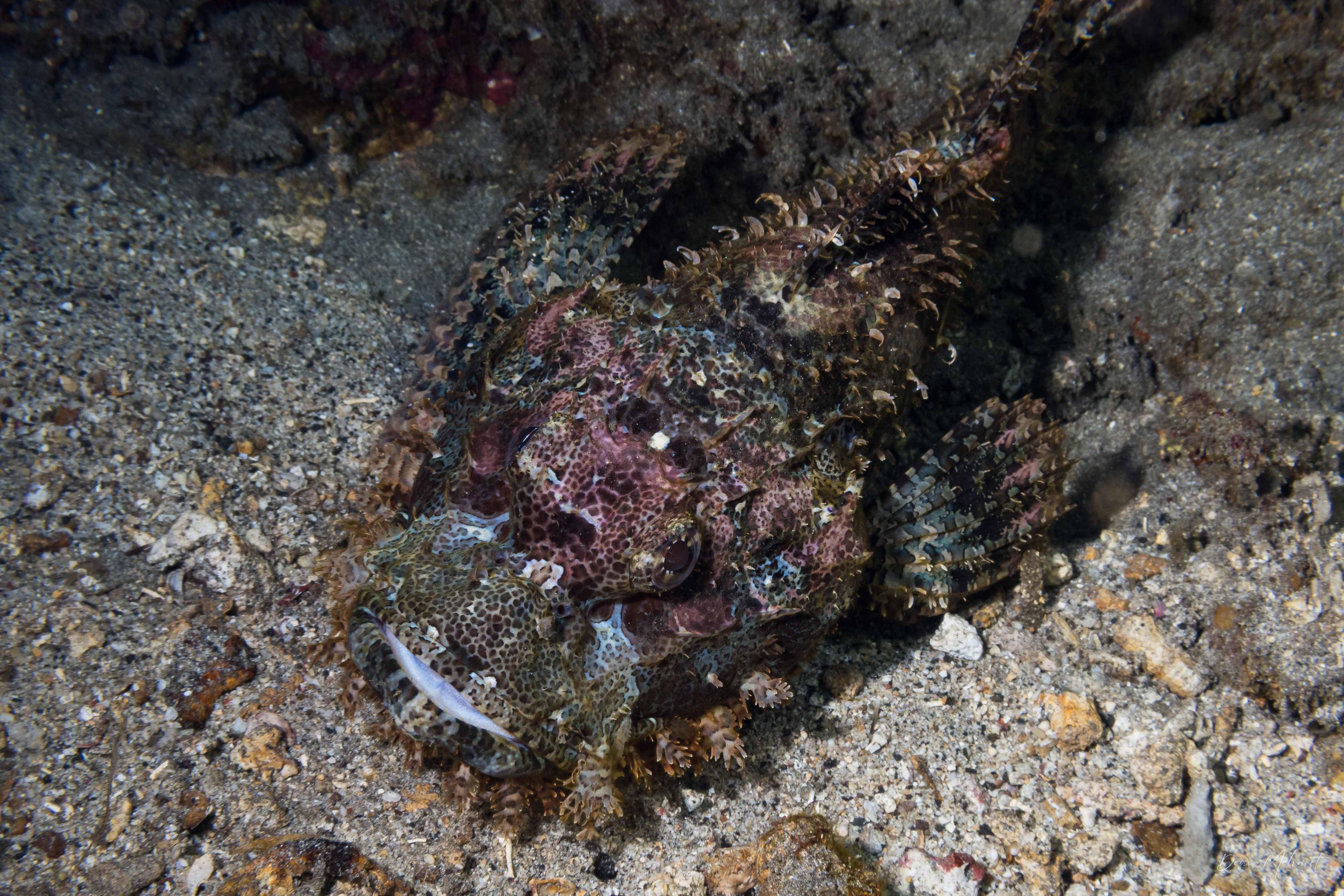 Smallscale Scorpionfish