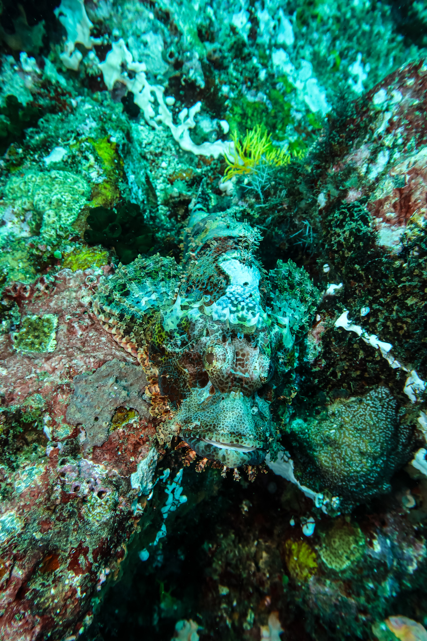 Smallscale Scorpionfish