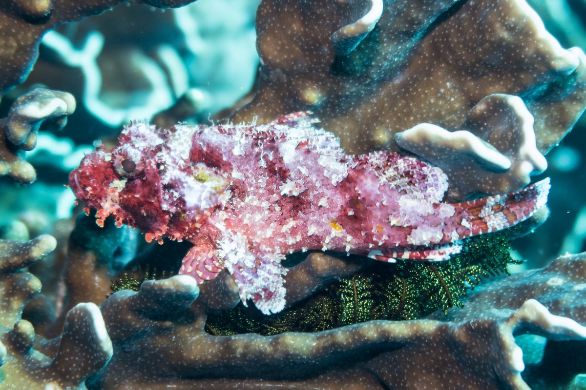 Smallscale Scorpionfish hero image