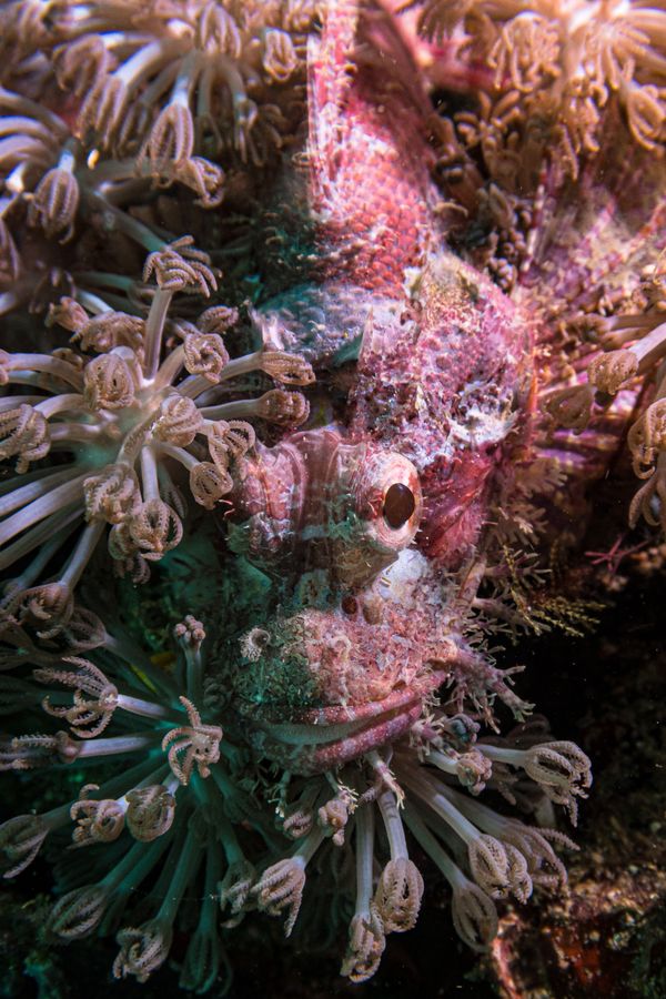 Smallscale Scorpionfish - Photo 5