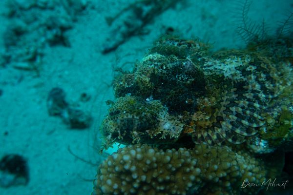Smallscale Scorpionfish - Photo 6