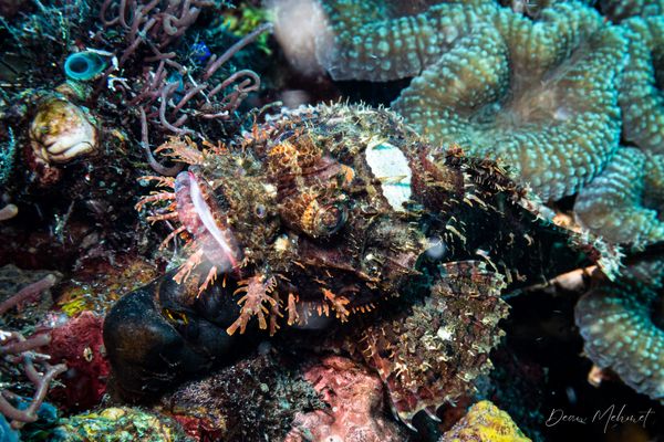 Smallscale Scorpionfish - Photo 7