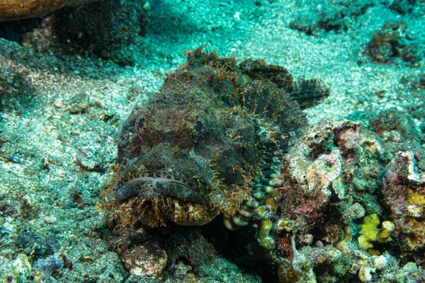 Smallscale Scorpionfish - Photo 8