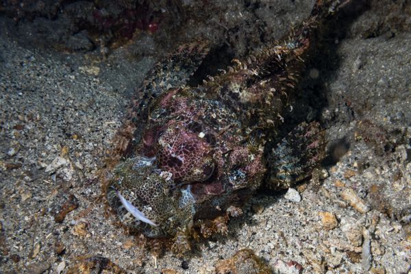 Smallscale Scorpionfish - Photo 9
