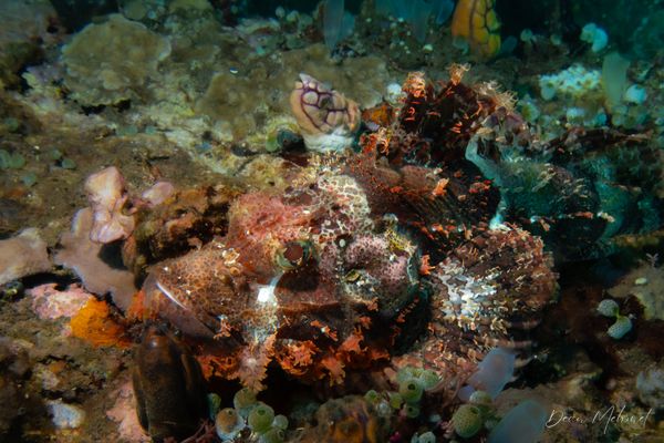 Smallscale Scorpionfish - Photo 10