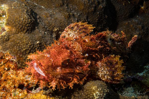 Smallscale Scorpionfish - Moalboal, Philippines - 8 August 2026 - Dive 2 - Pescador Island (Cathedral)
