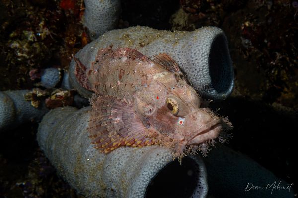 Smallscale Scorpionfish - Moalboal, Philippines - 8 August 2026 - Dive 2 - Pescador Island (Cathedral)