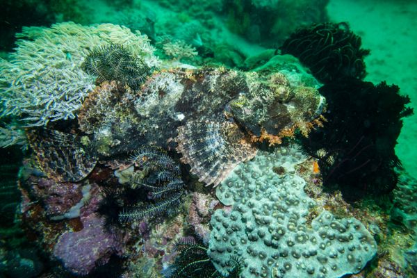 Smallscale Scorpionfish - Photo 13