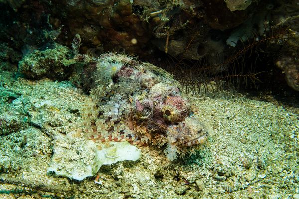 Smallscale Scorpionfish - Photo 14