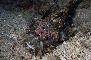 Smallscale Scorpionfish