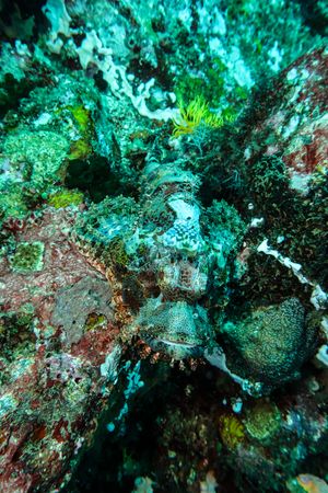 Smallscale Scorpionfish
