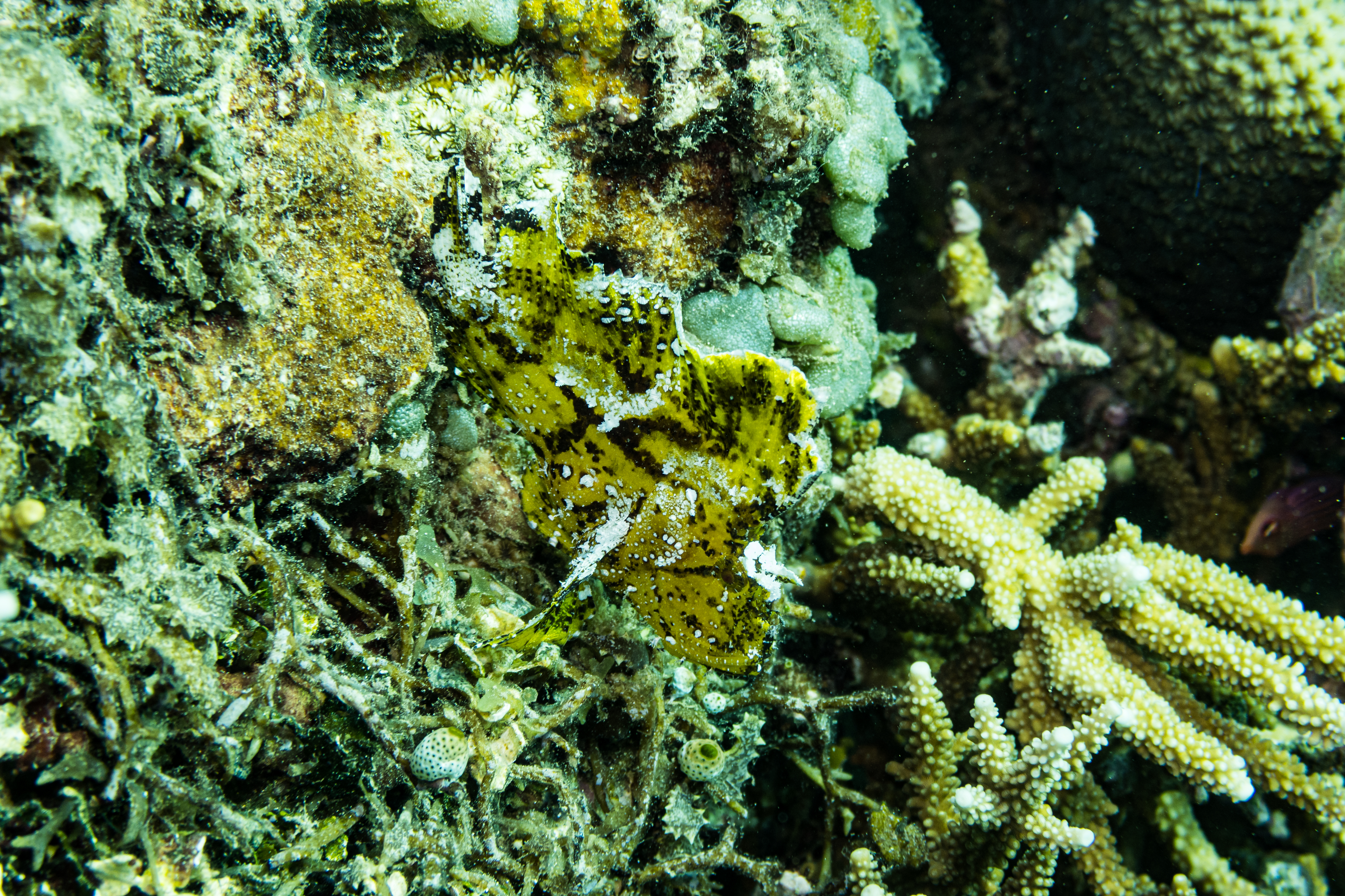 Leaf Scorpionfish