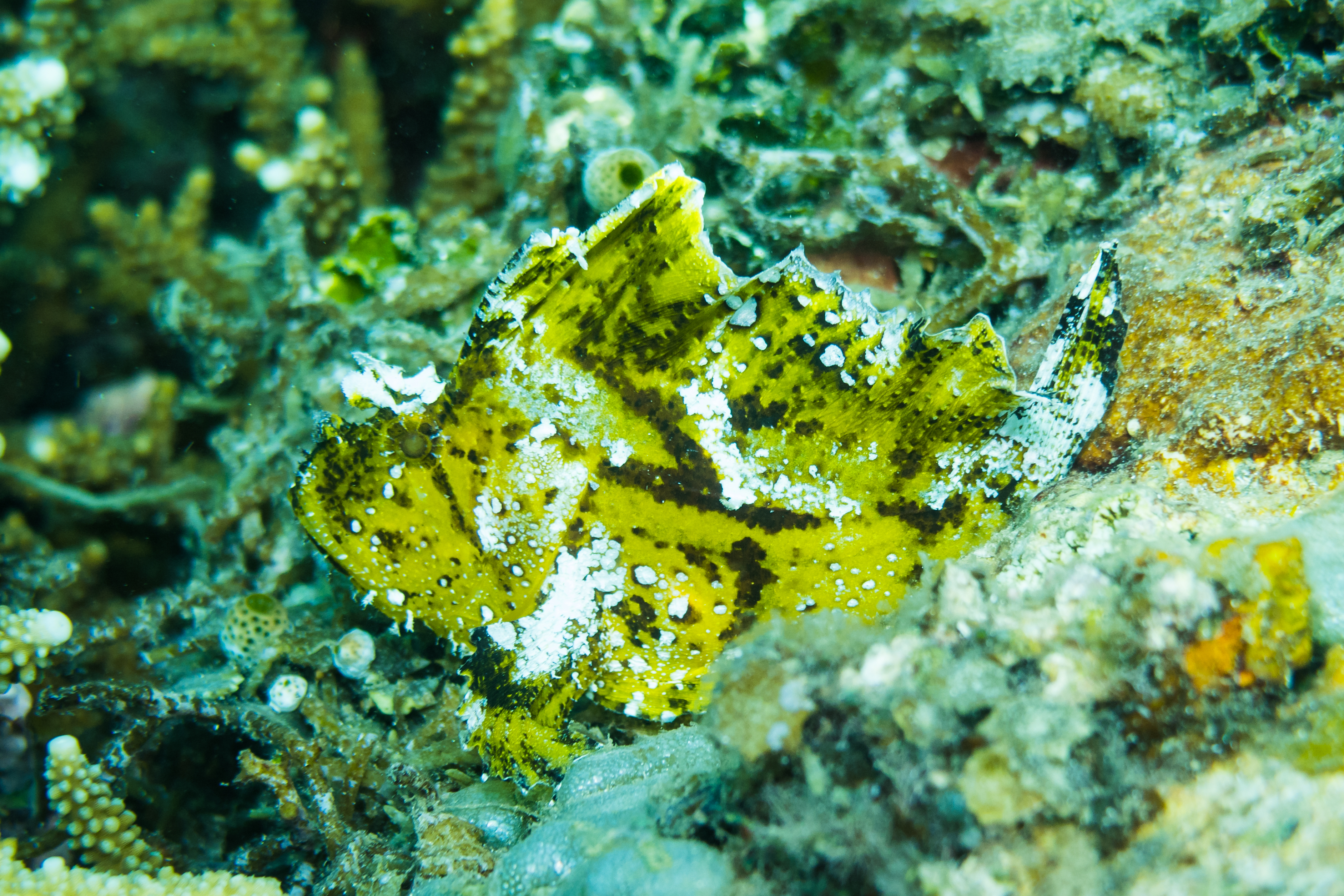 Leaf Scorpionfish