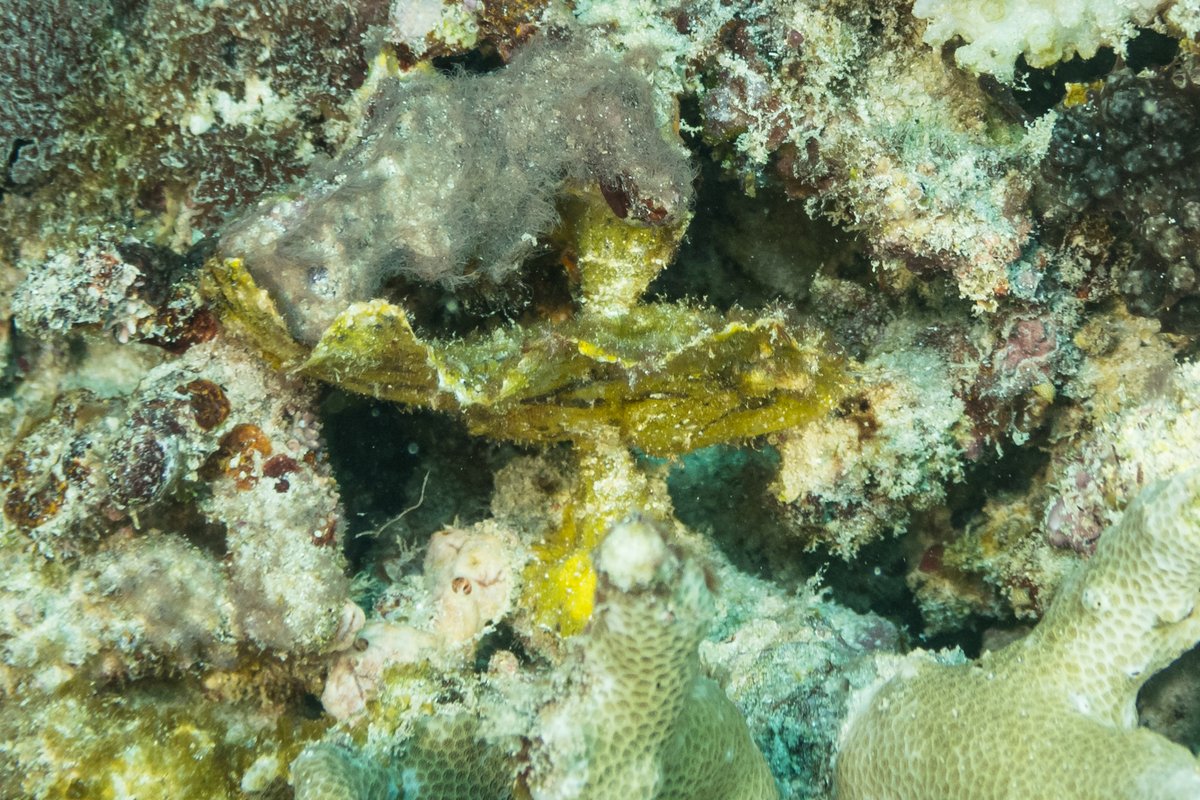 Leaf Scorpionfish