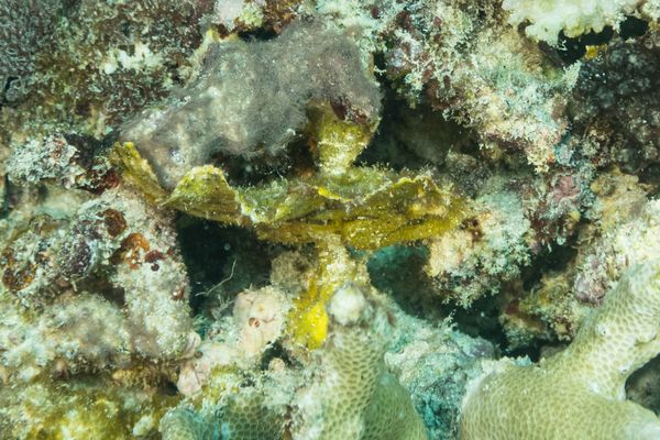 Leaf Scorpionfish - Photo 1